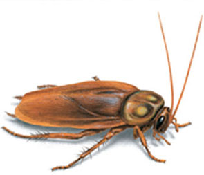 Cockroaches 
